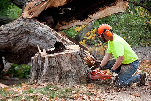 Trusted Shawnee Hills, OH  Tree Services Experts